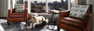 A white dog lounges in a pet bed at Liberty Hotel, nestled between leather chairs by windows framing the cityscape. An open book rests nearby.