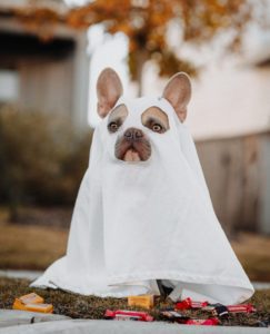 DogHalloween1 1 scaled e1635533866916