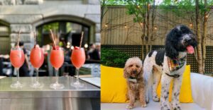 Four pink frozen drinks with striped straws on a bar next to two poodles wearing bandanas on a white sofa with yellow cushions, outdoors.