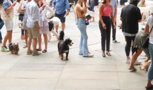 People and dogs gather outdoors on a paved area; some dogs are on leashes, and the group appears social and relaxed.