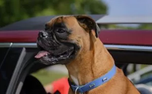 Dog with heat out car window