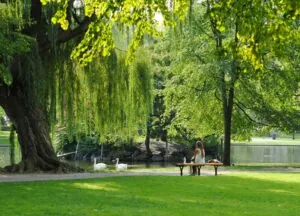 A woman sits on a bench by a pond with swans, surrounded by lush green trees in sunlit Beacon Hill park—perfect for a serene photo.